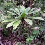 Acropogon merytifolius Habit