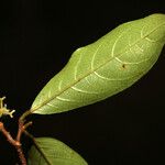 Rinorea guianensis Leaf