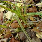 Carex sparganioides Habitus