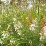 Teucrium pseudochamaepitys Costuma