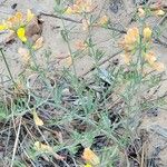 Crotalaria brevidens Hoja