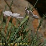 Dianthus gyspergerae फूल