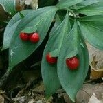 Ruscus hypoglossum Frukto