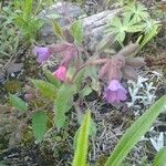 Pulmonaria officinalisFlower