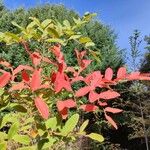 Nothofagus alpina Hoja
