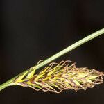 Carex frigida ফুল