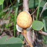 Annona senegalensisFruit