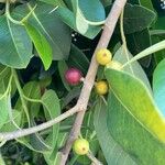 Ficus rubiginosa Fruit