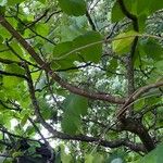 Ficus palmata Kora