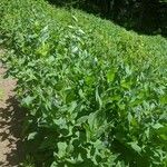 Mertensia paniculata Flor