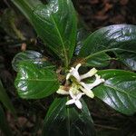 Chassalia gaertneroides Otro
