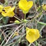 Diplotaxis tenuifolia Blüte