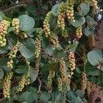 Coccoloba uvifera Blatt