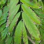 Amherstia nobilis Blad