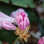 Rhododendron argyrophyllum Other