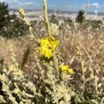 Verbascum undulatum Flower