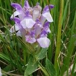 Scutellaria alpina Blüte