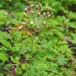 Thalictrum occidentale Hábito