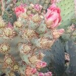 Opuntia aciculata Folio