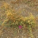 Cuscuta campestris Агульны выгляд