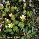 Saxifraga muscoides Habitus