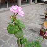 Pelargonium zonaleപുഷ്പം