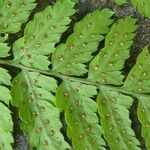 Dryopteris expansa Plod