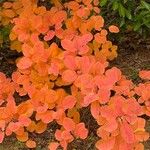 Cotinus obovatus Blad