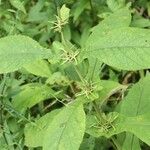 Triosteum perfoliatum 整株植物