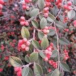 Cotoneaster franchetii果實