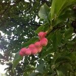 Magnolia kobus Fruto