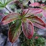 Potentilla alchemilloides Drugo