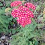 Achillea distans Kvet