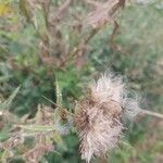 Cirsium vulgareFlower