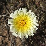 Malacothrix glabrata Flower