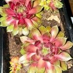 Sempervivum calcareum Лист