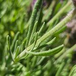 Lavandula stoechas Blatt