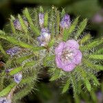 Phacelia cryptantha Цвят