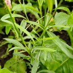 Oenothera gaura Leaf