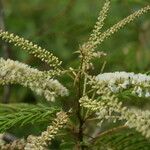 Acacia ataxacantha Flower