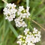 Achillea millefoliumKvet