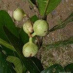 Acropogon aoupiniensis Meyve