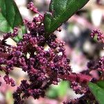 Lipandra polysperma Fruit