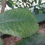Ficus tequendamae Leaf
