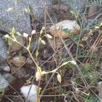 Cerastium pumilum Blüte