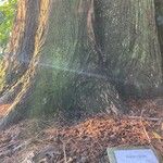 Metasequoia glyptostroboides Kůra