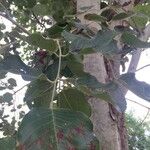 Pterocarpus rotundifolius Leaf