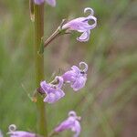 Lobelia urens Кветка