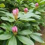 Rhododendron ponticum Leaf