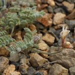 Astragalus monoensis Hábito